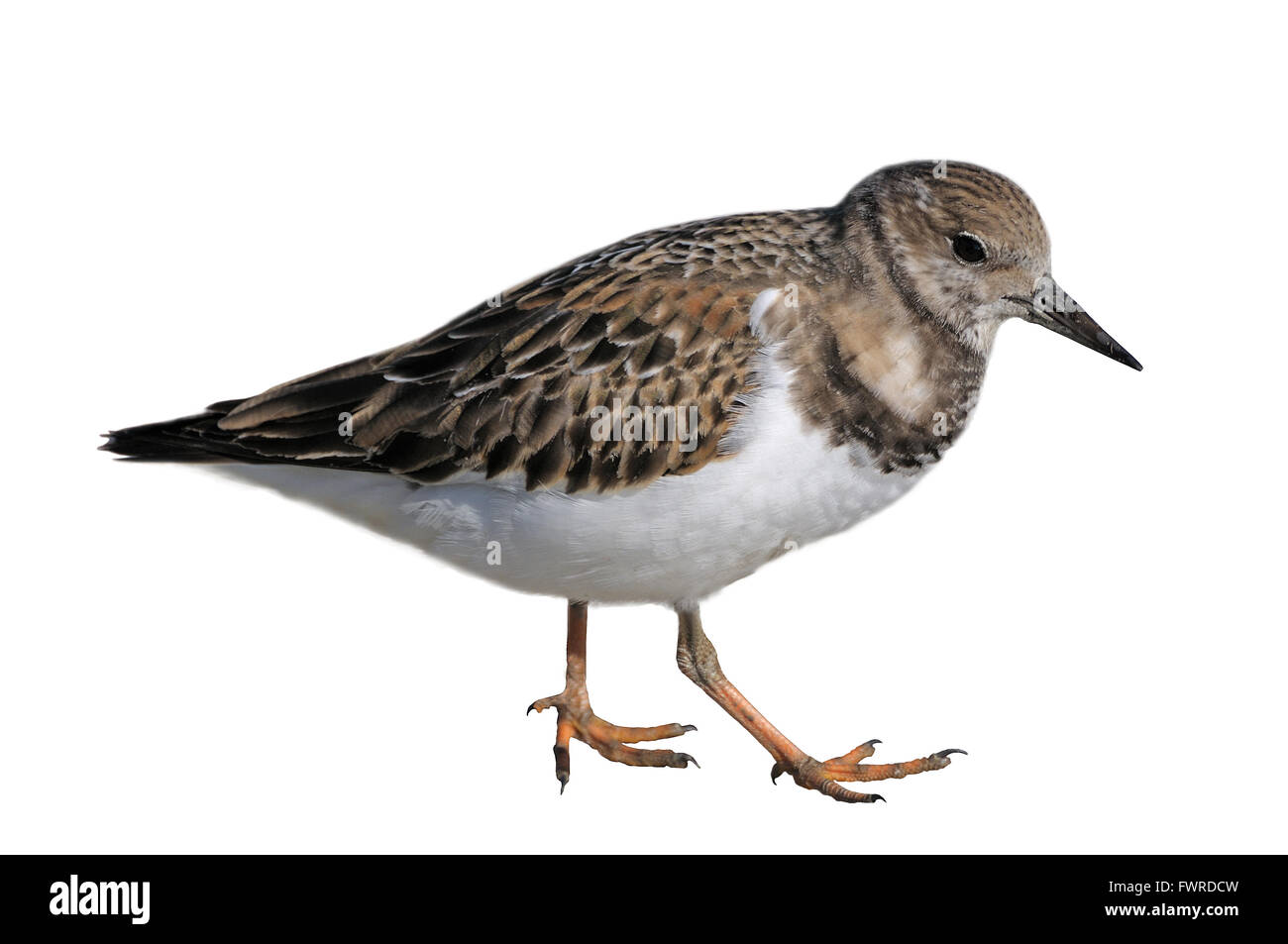 Walking Ruddy Turnstone shorebird isolated on a white background. Stock Photo