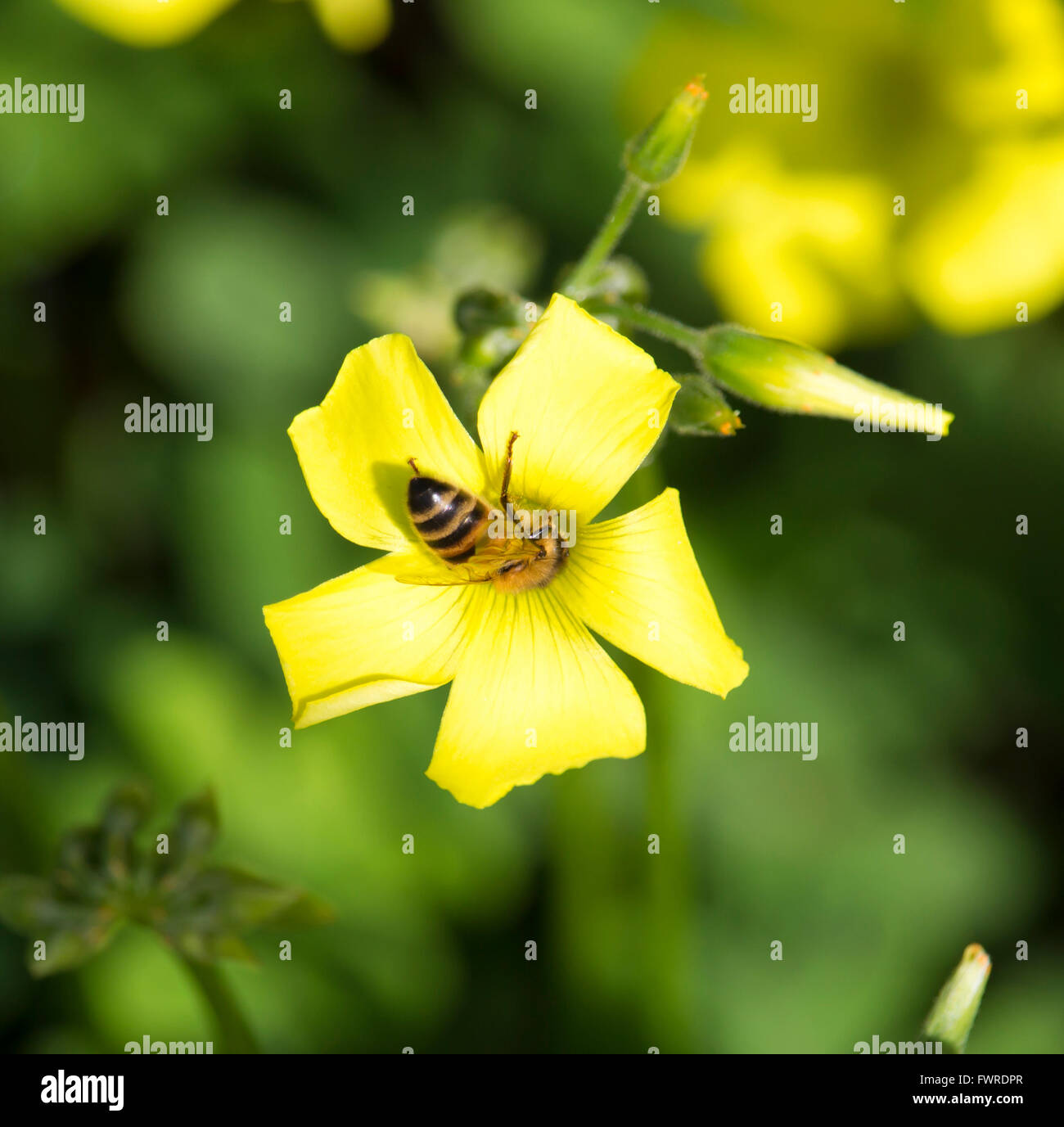Honey bees gather sweet pollen from common Oxalis weed oxalidaceae or