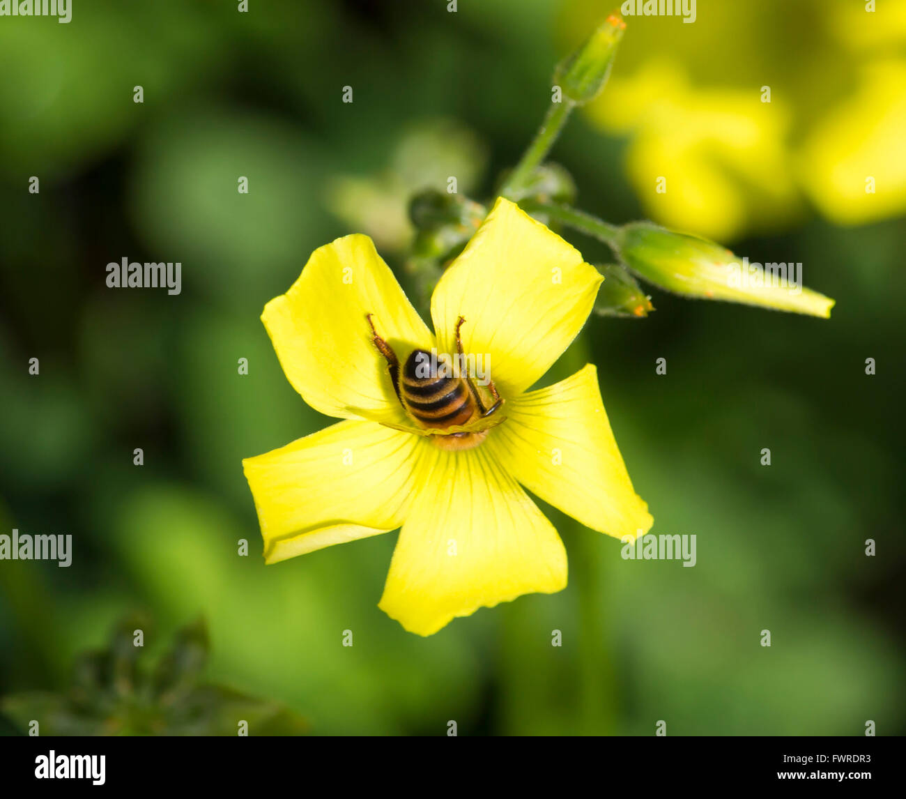 Honey bees gather sweet pollen from common Oxalis weed oxalidaceae or