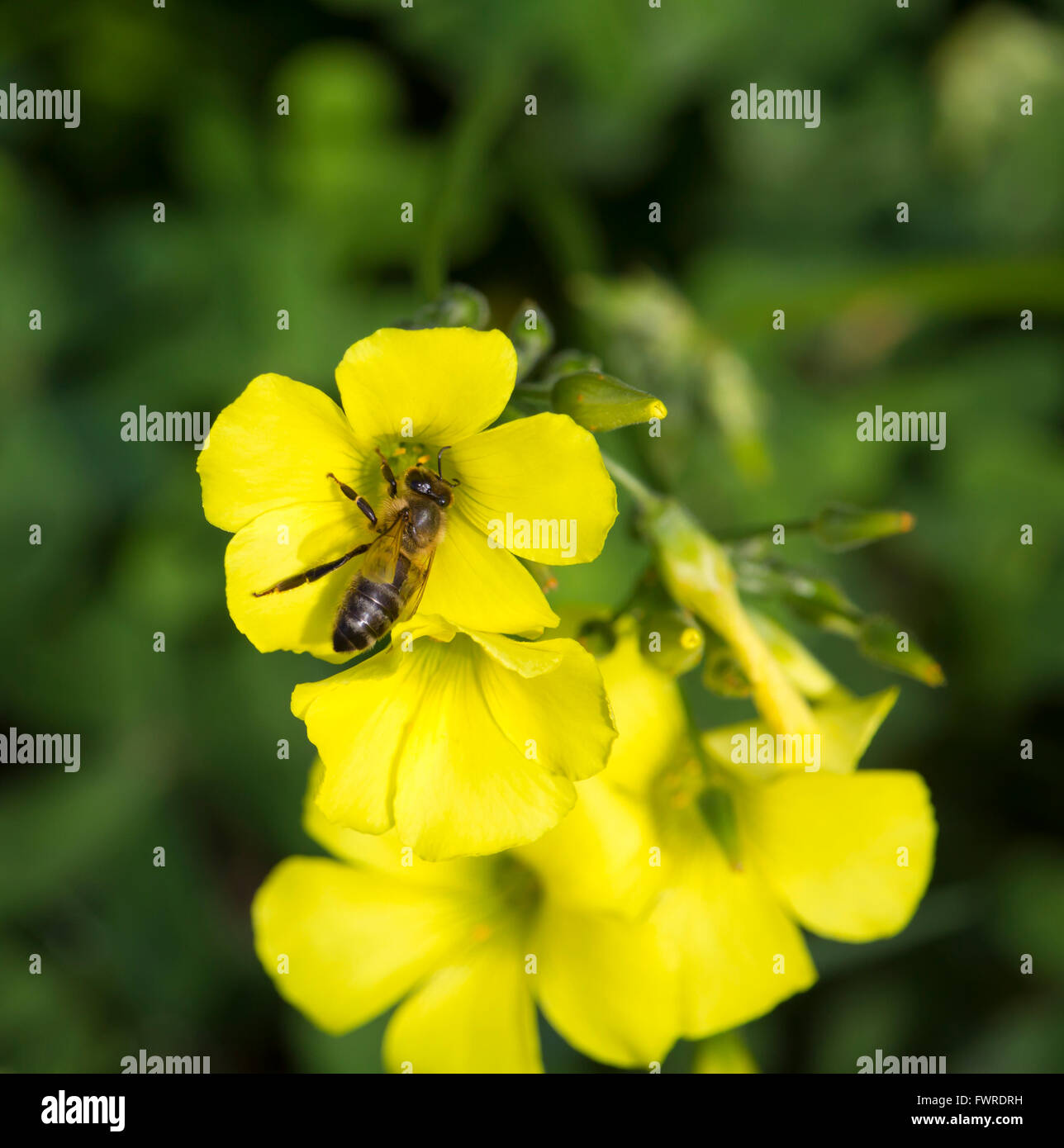 Honey bees gather sweet pollen from common Oxalis weed oxalidaceae or