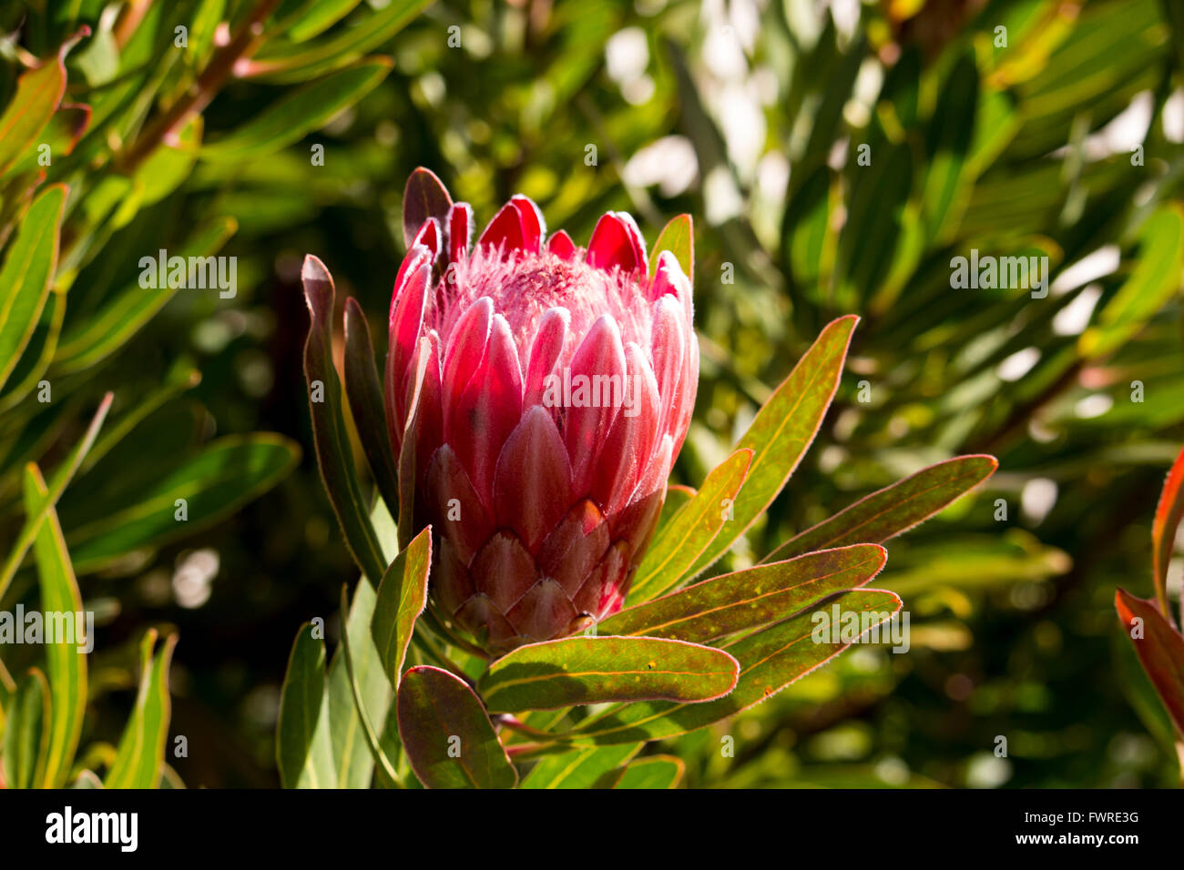 Decorative pink flowers of Protea blooming in winter attract bees and