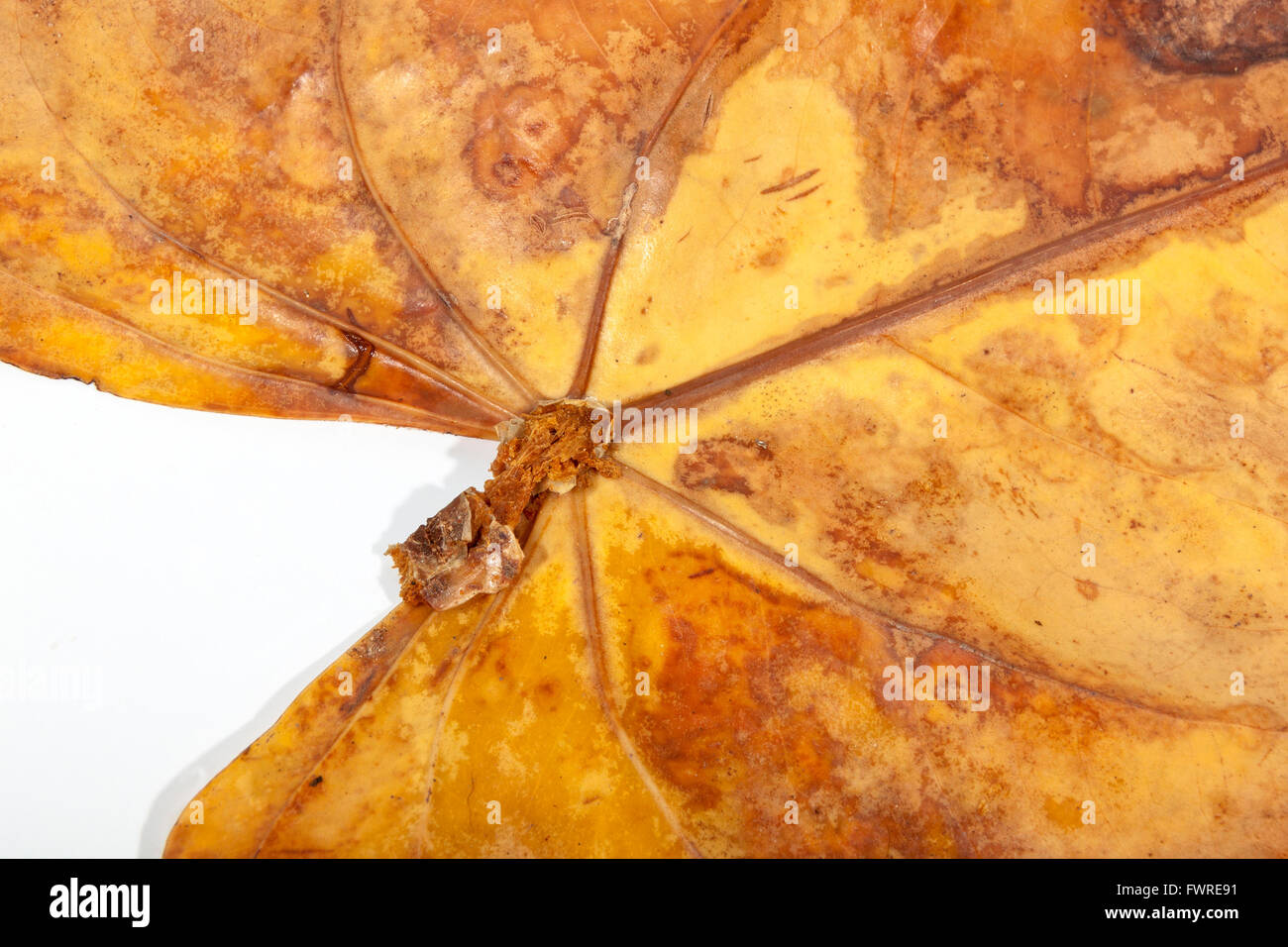 closeup of veins textures and autumn colors of dry decaying anthirium ...