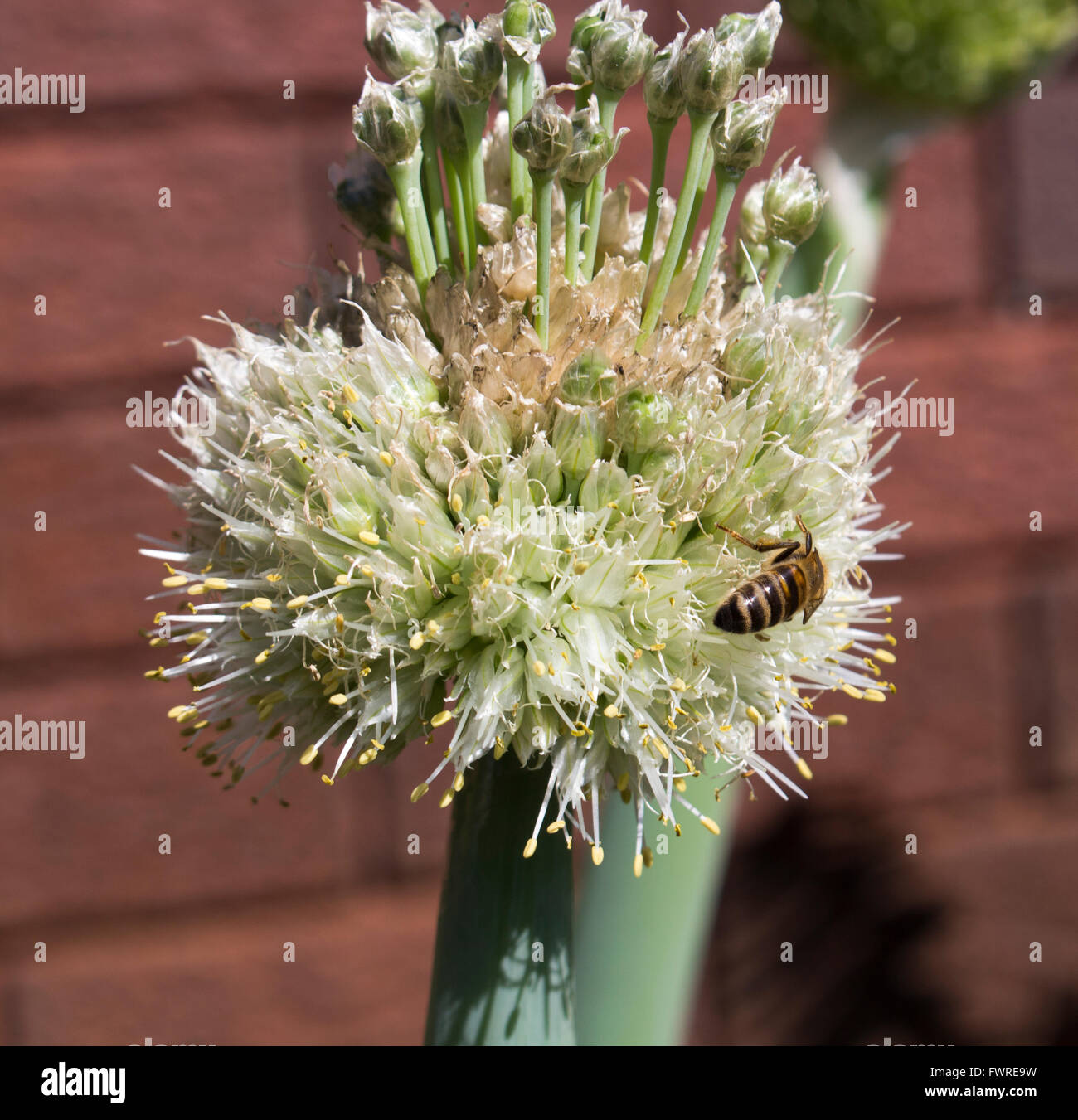Bee on seed heads of the edible spring onions, Scallion, green onion, and spring onion in late