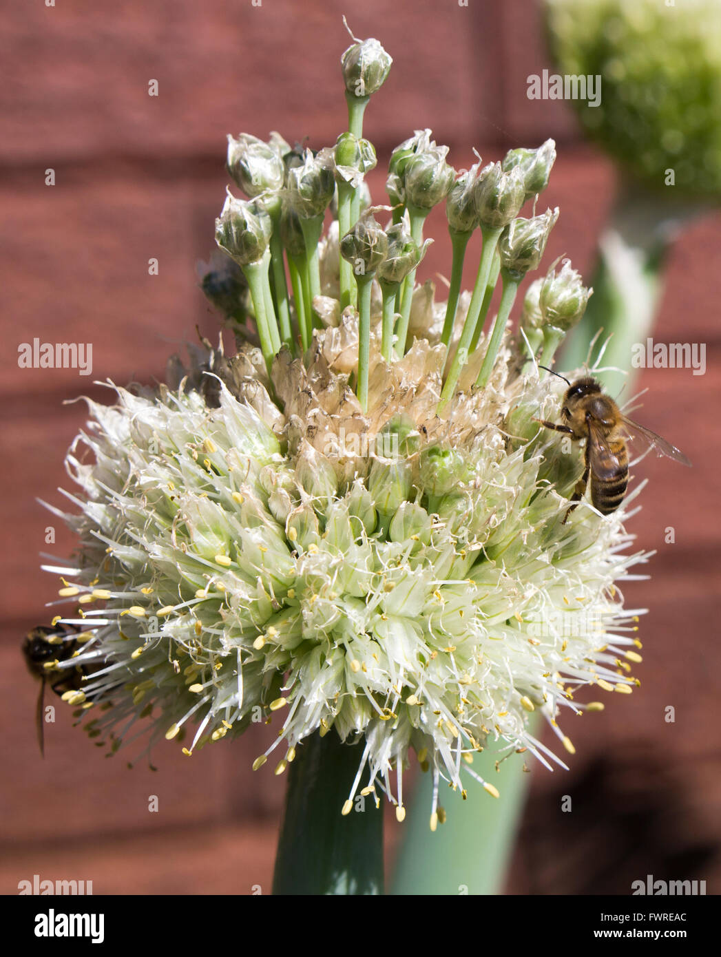 Bee on seed heads of the edible spring onions, Scallion, green onion, and spring onion in late