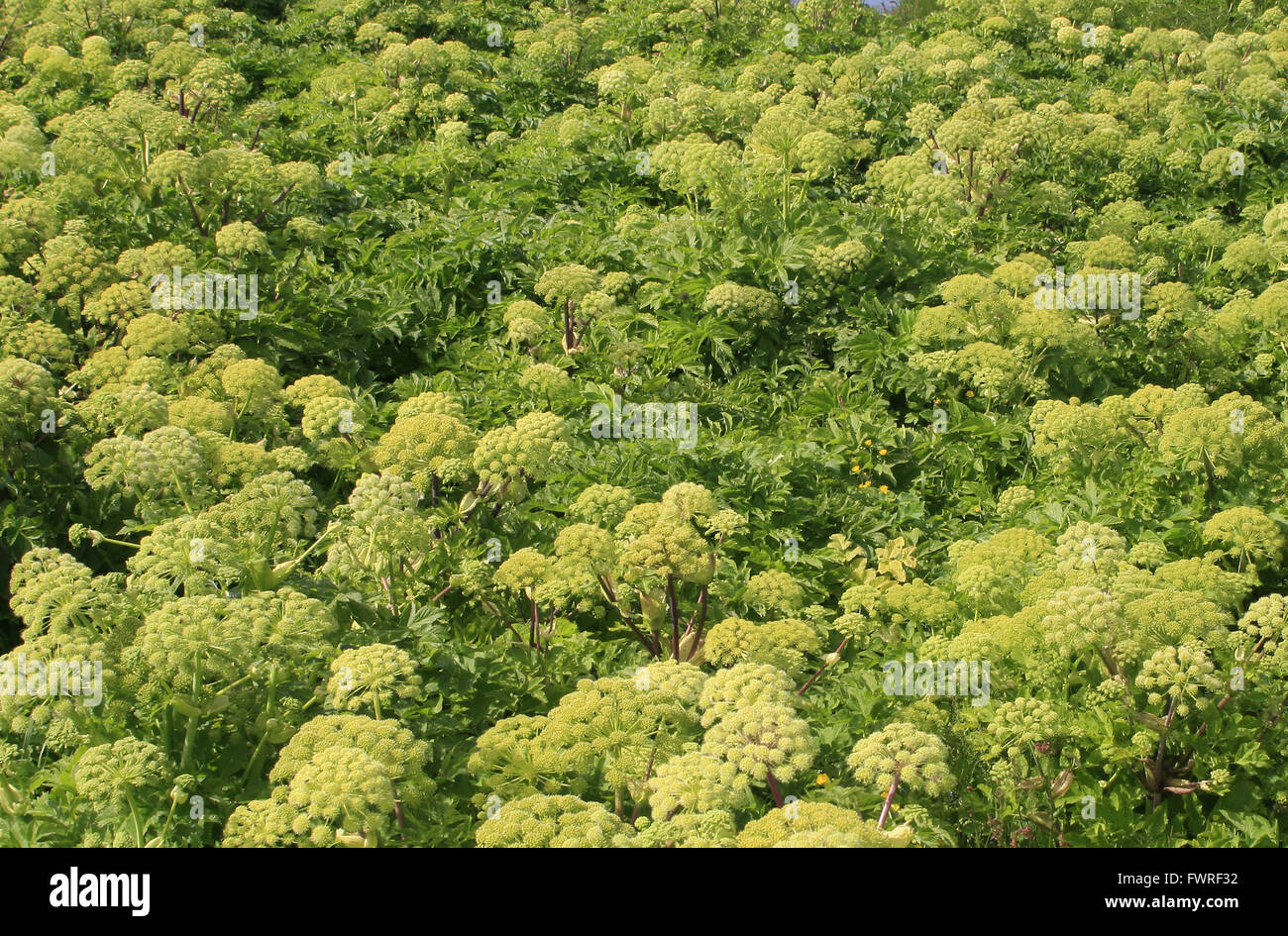 Angelica in flower Iceland Stock Photo Alamy