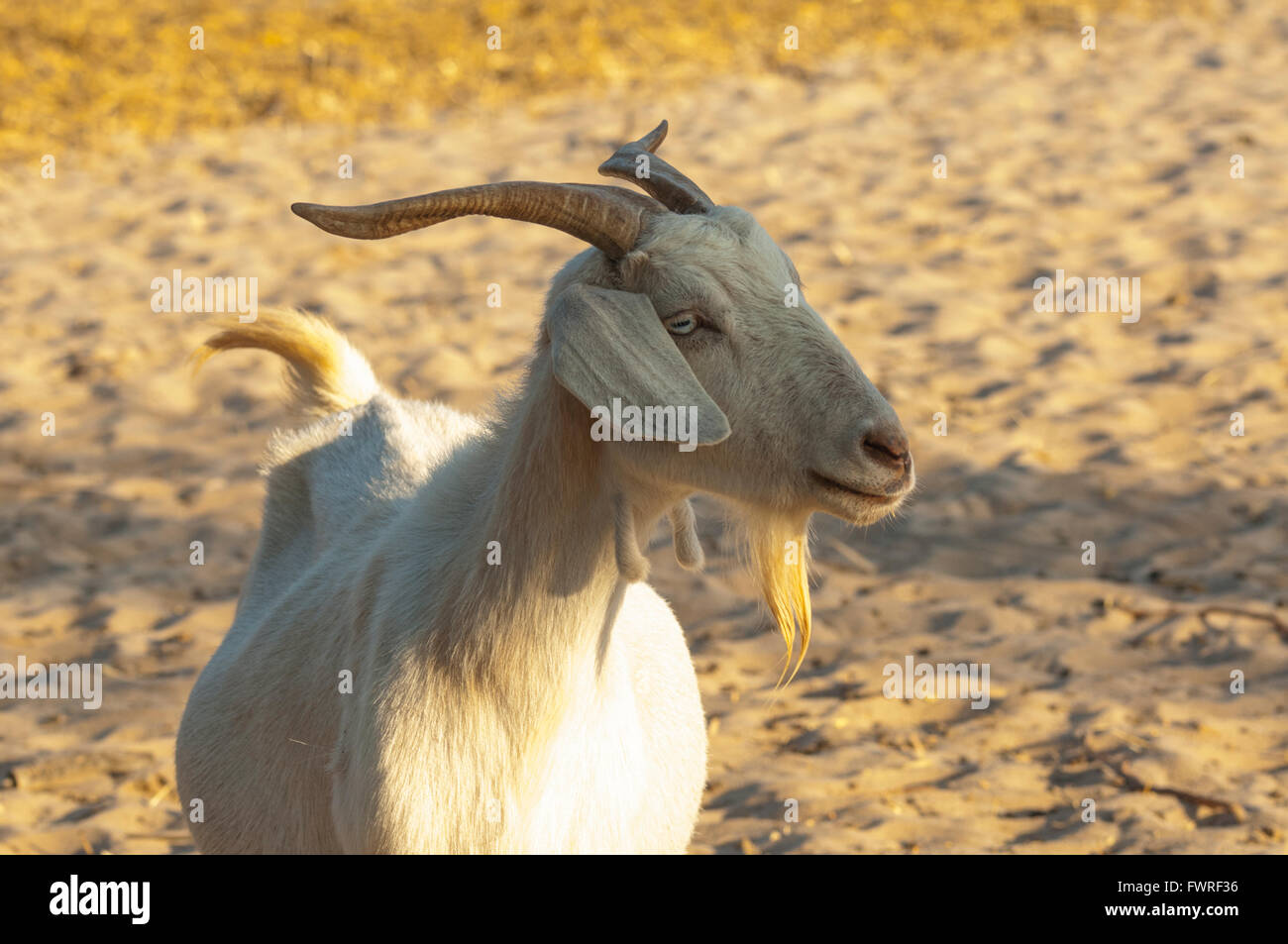 Billy-Goat, Kalbarri, Western Australia, Australia Stock Photo