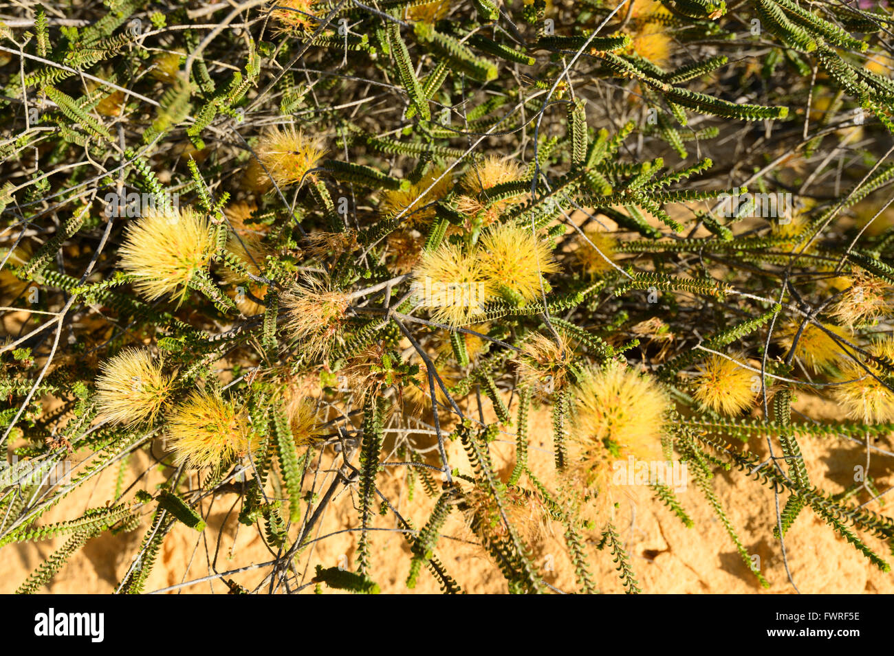 Desert Bloom, Kalbarri National Park, Western Australia, Australia Stock Photo
