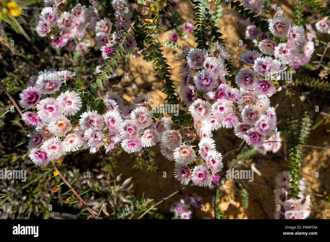 Verticordia aculata, Desert Bloom, Kalbarri National Park, Western Australia, Australia Stock Photo