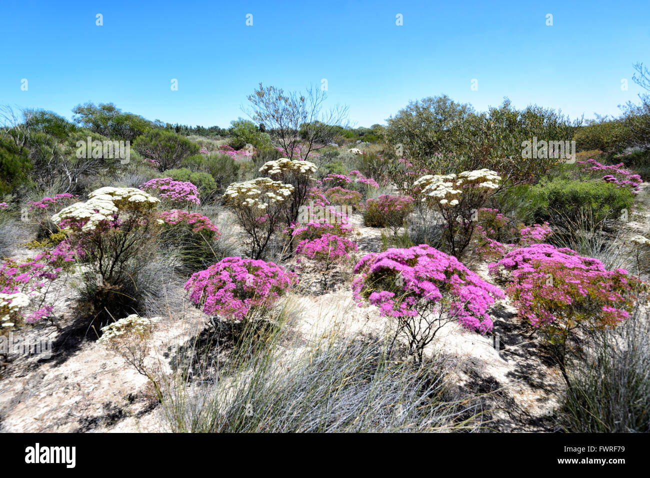 Verticordia monadelpha var callitricha, Desert Bloom, Kalbarri National Park, Western Australia, WA, Australia Stock Photo