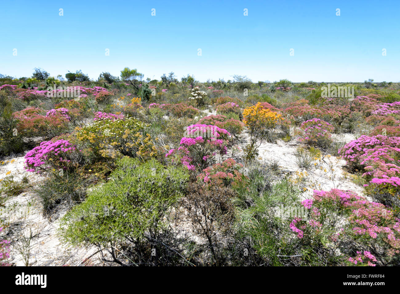 Verticordia monadelpha var callitricha, Desert Bloom, Kalbarri National Park, Western Australia, WA, Australia Stock Photo