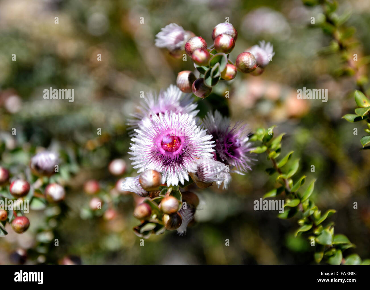 Verticordia aculata, Kalbarri National Park, Western Australia, Australia Stock Photo