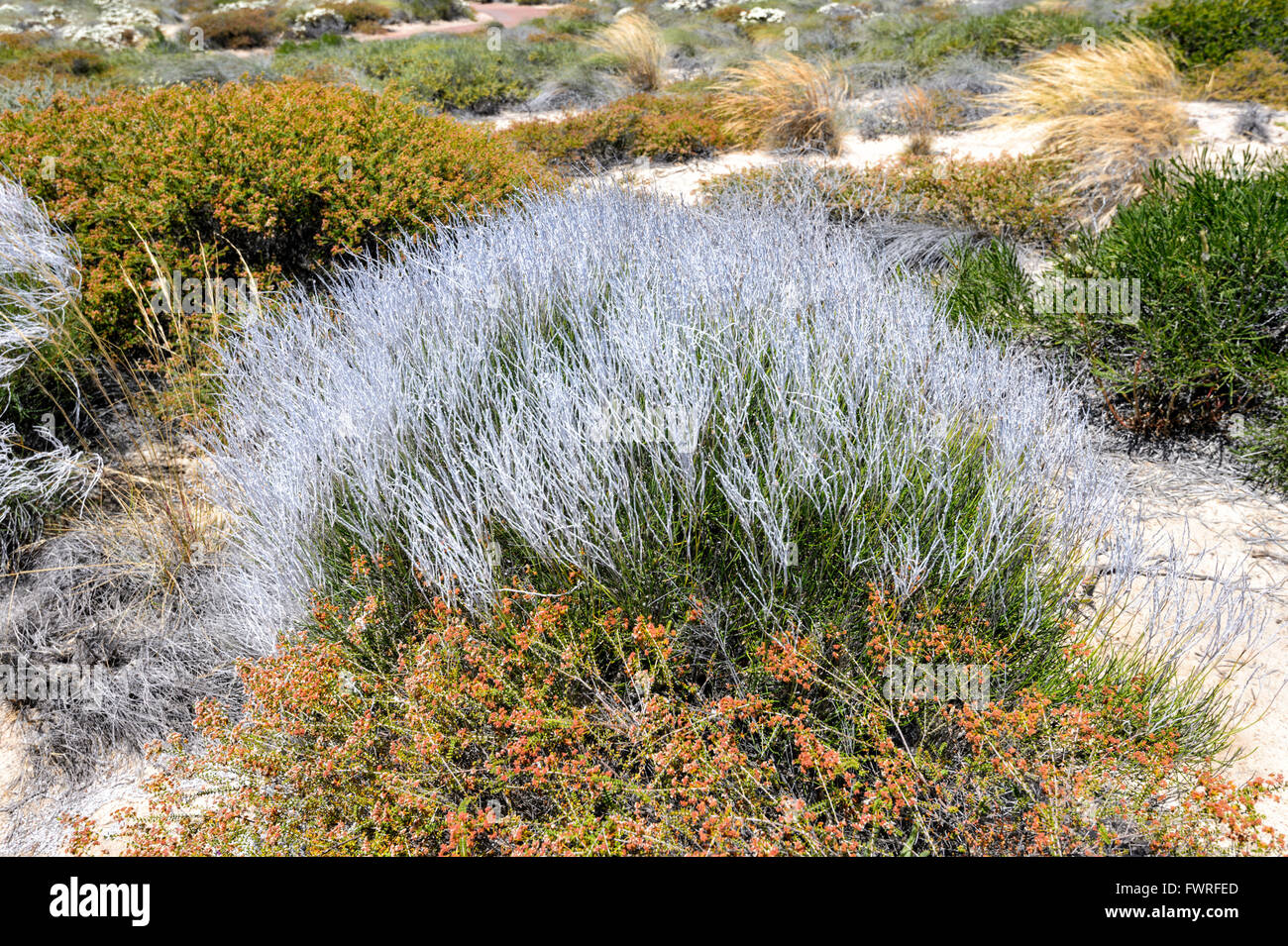 Grasses, Kalbarri National Park, Western Australia, Australia Stock Photo