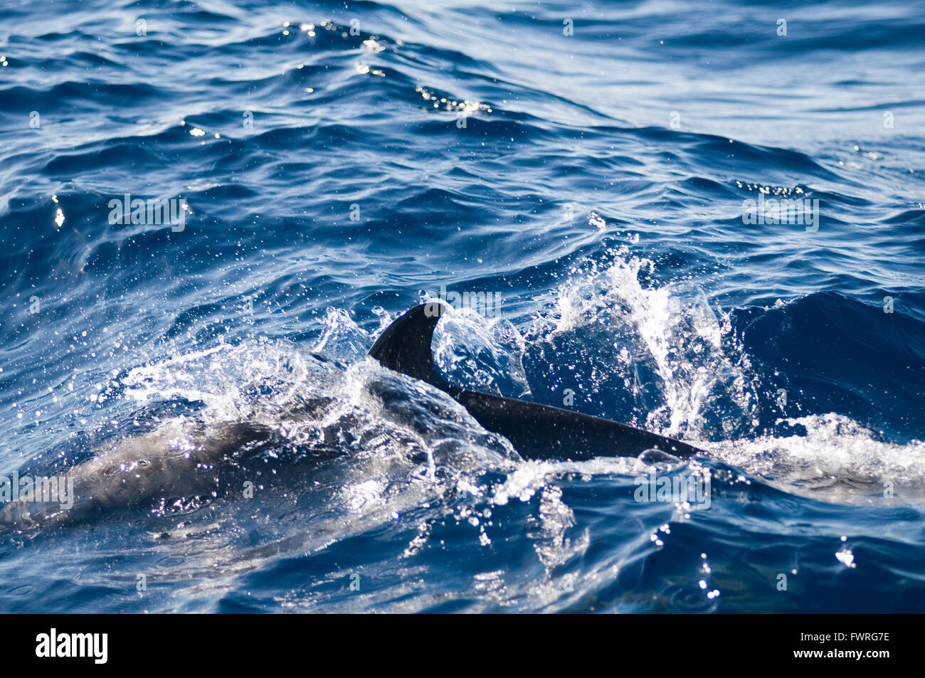 dolphin fin fins blue sea mammal Stock Photo