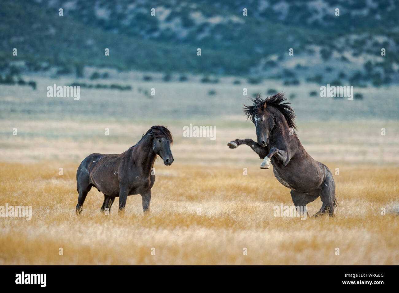 Wild horses of Utah's west desert. Stock Photo