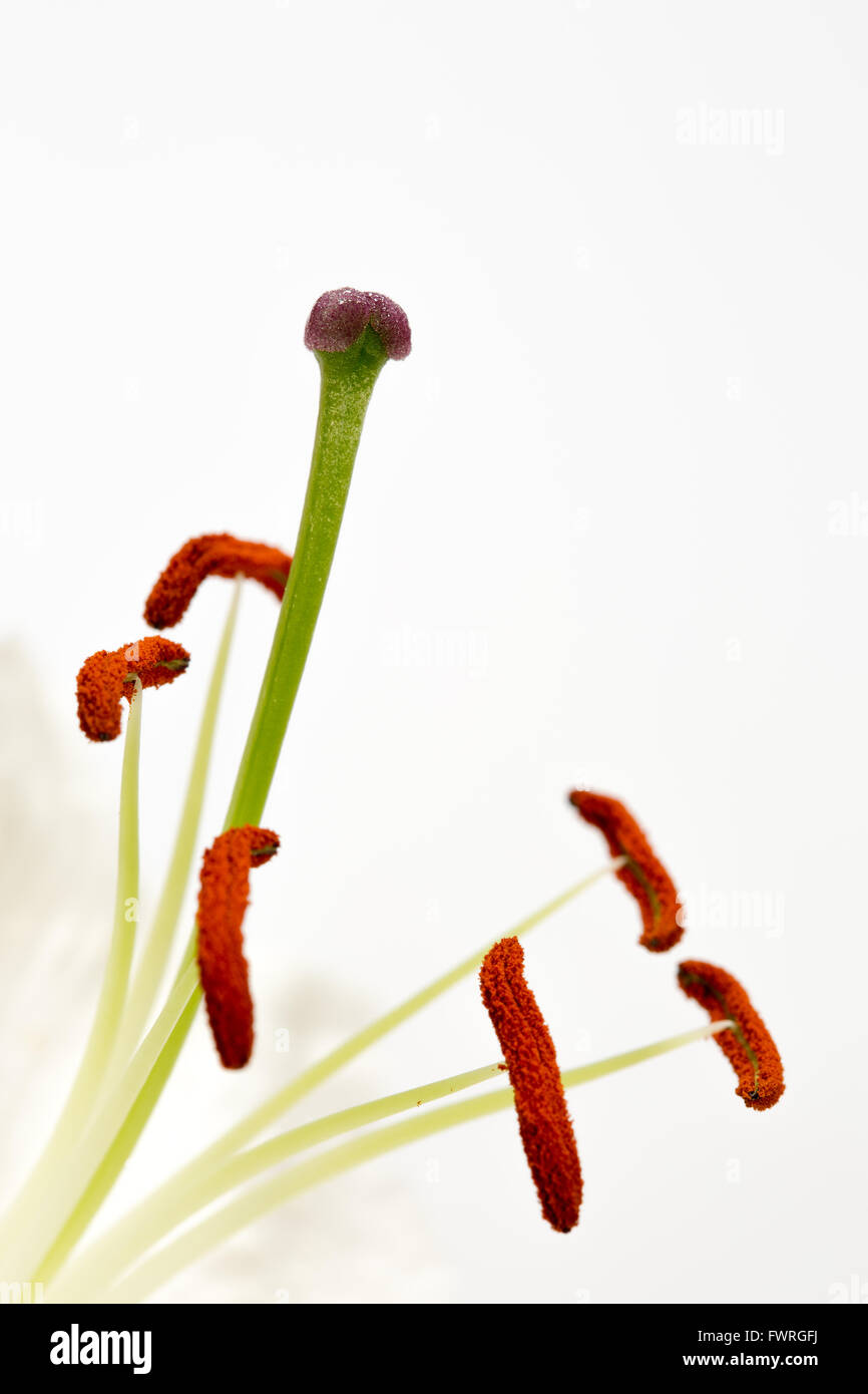 Close up image of stamens and stigma on lily flower Stock Photo
