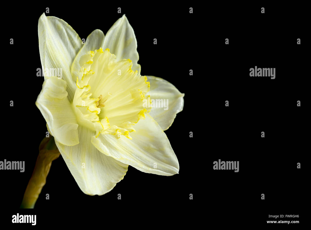 Pale yellow daffodil on black Stock Photo