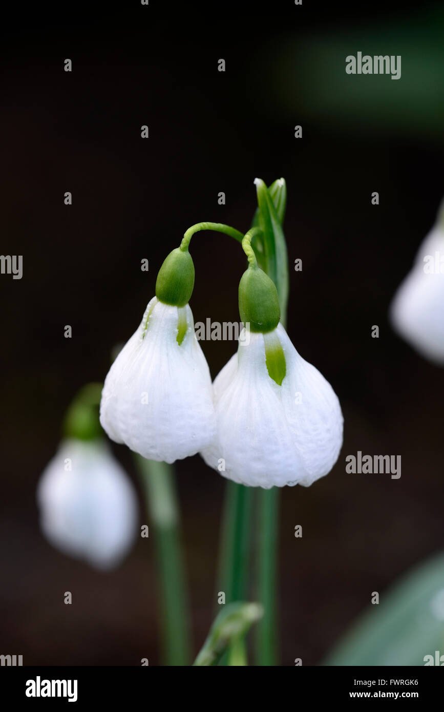 galanthus plicatus diggory snowdrop snowdrops spring flower flowers RM Floral Stock Photo