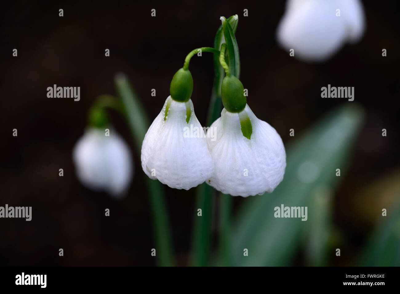 galanthus plicatus diggory snowdrop snowdrops spring flower flowers RM Floral Stock Photo
