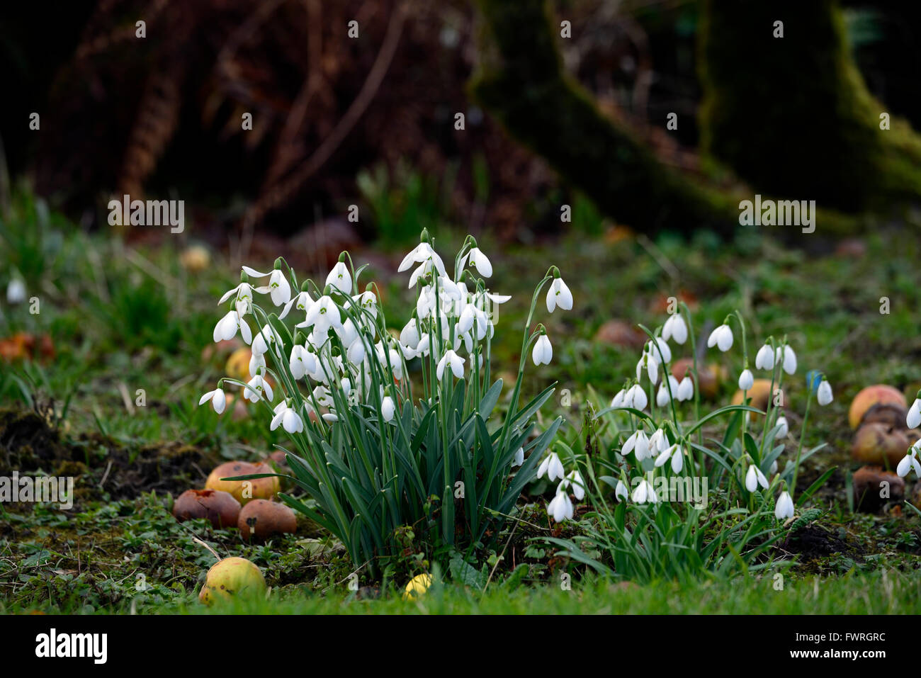 galanthus nivalis snowdrop snowdrops orchard apple windfall season seasons changing spring flower flowers RM Floral Stock Photo