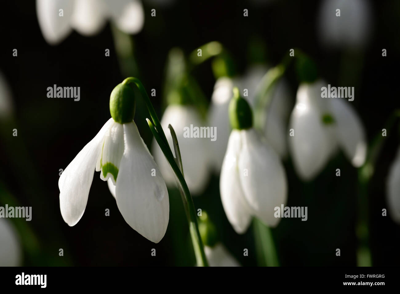 galanthus nivalis brenda troyle snowdrop snowdrops spring flower flowers RM Floral Stock Photo