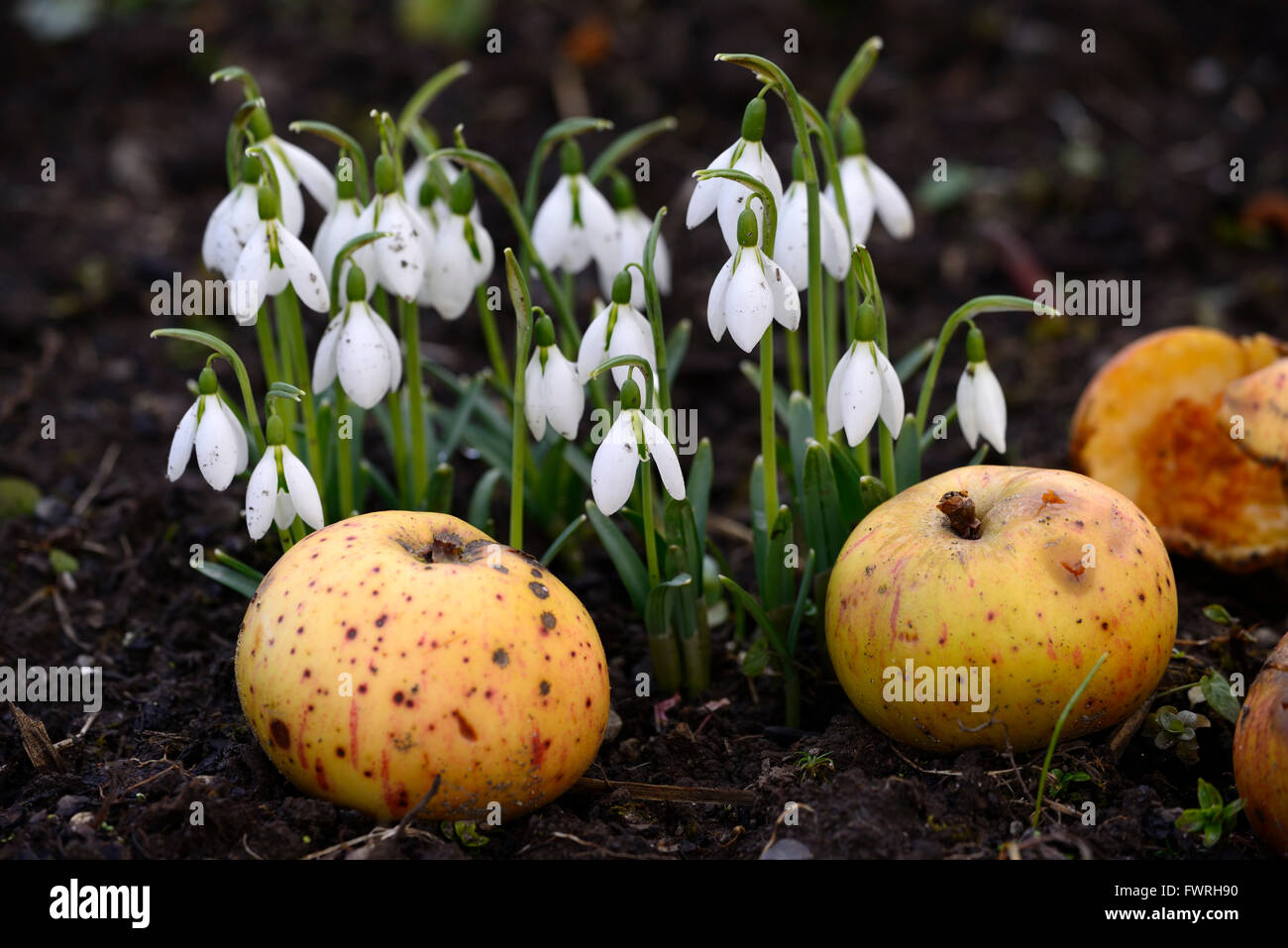 snowdrops spring apples windfall change changing season seasons seasonal spring autumn fall flowers flowering RM floral Stock Photo