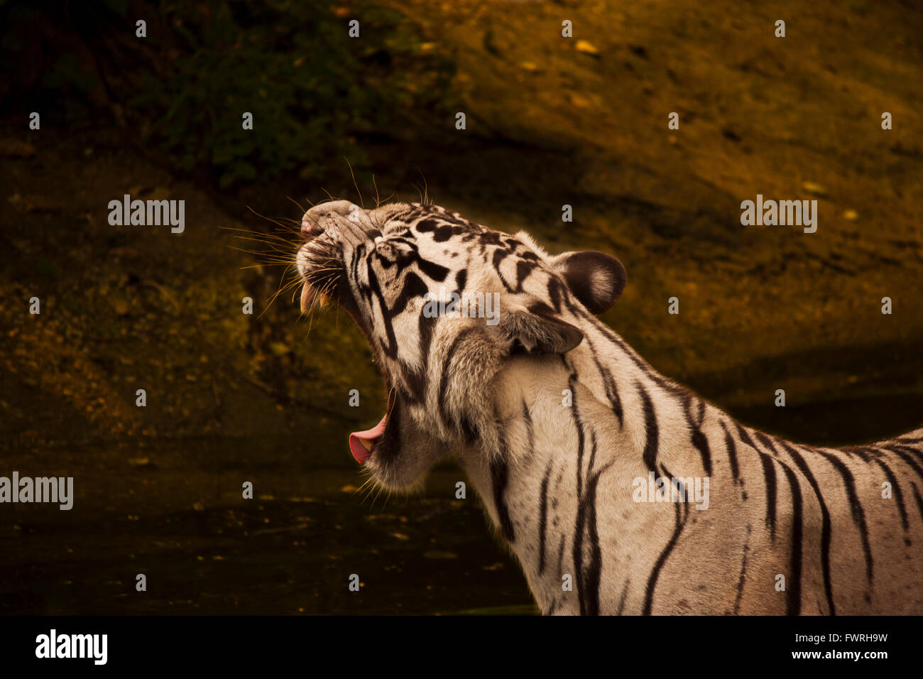 Save tigers hi-res stock photography and images - Alamy