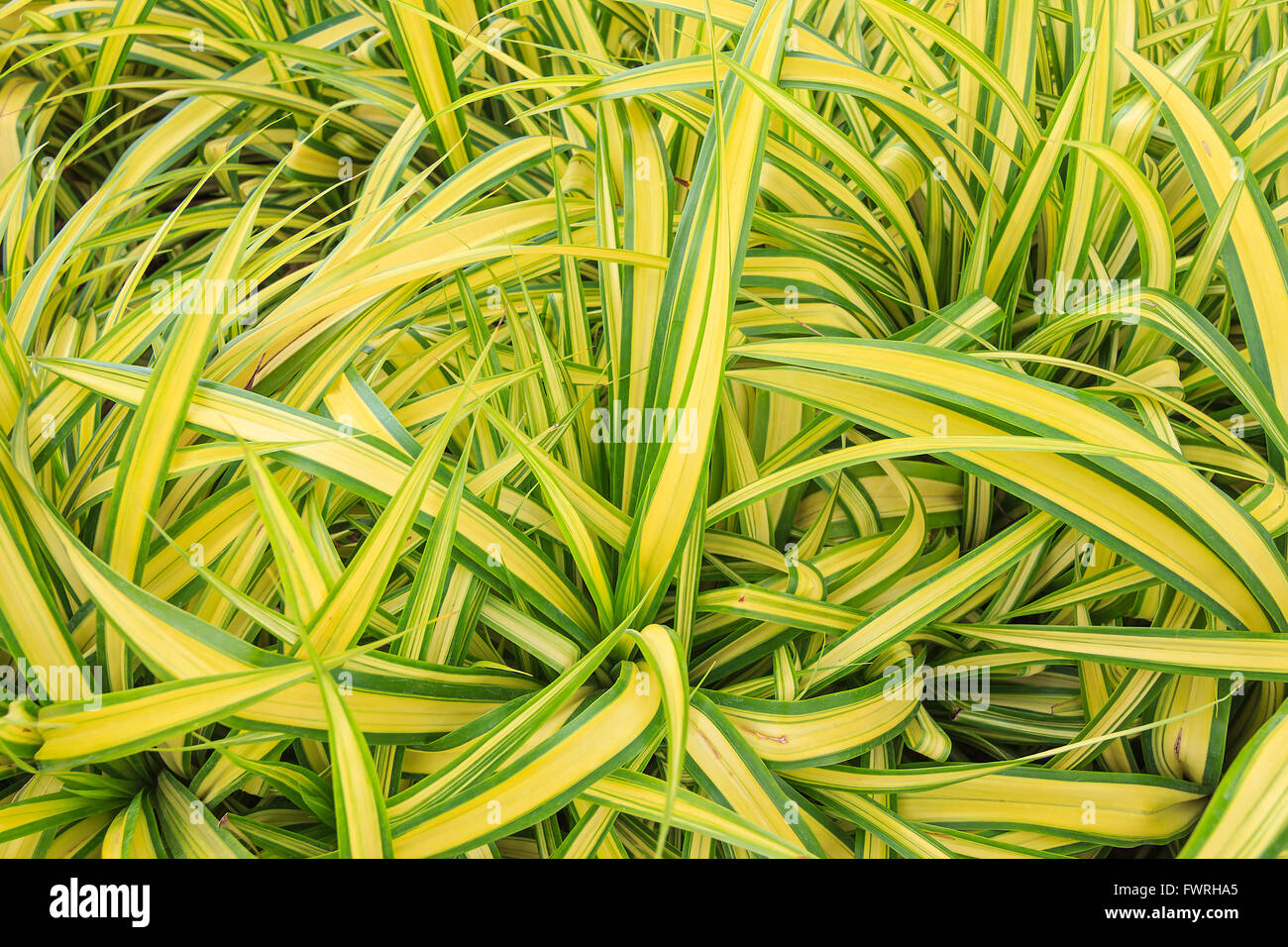 Green and yellow plant hi-res stock photography and images - Alamy
