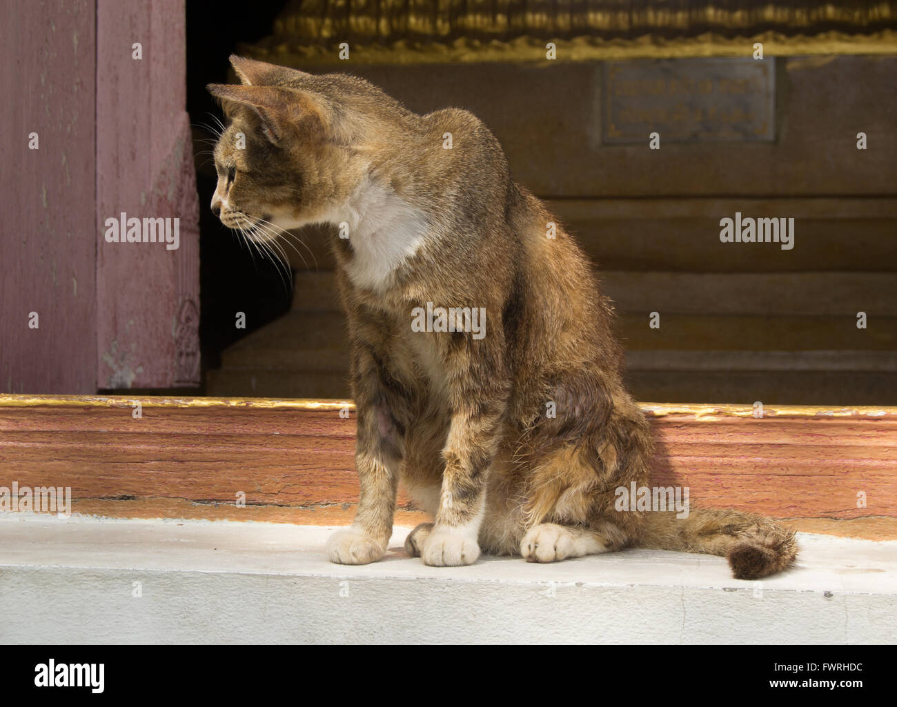 Old an sick alley cat sitting on the ground Stock Photo