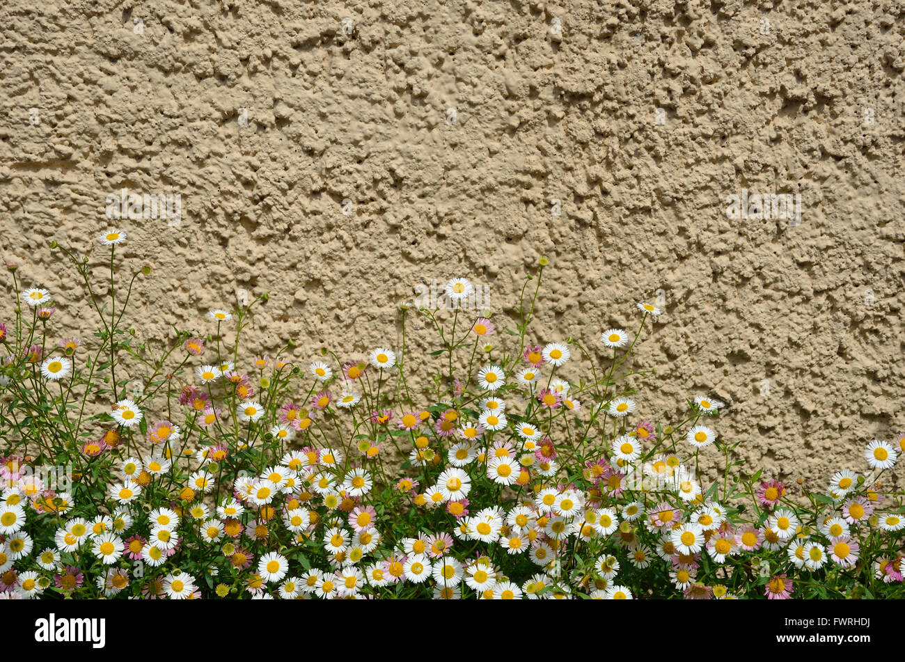 Flowers near the concrete wall Stock Photo Alamy