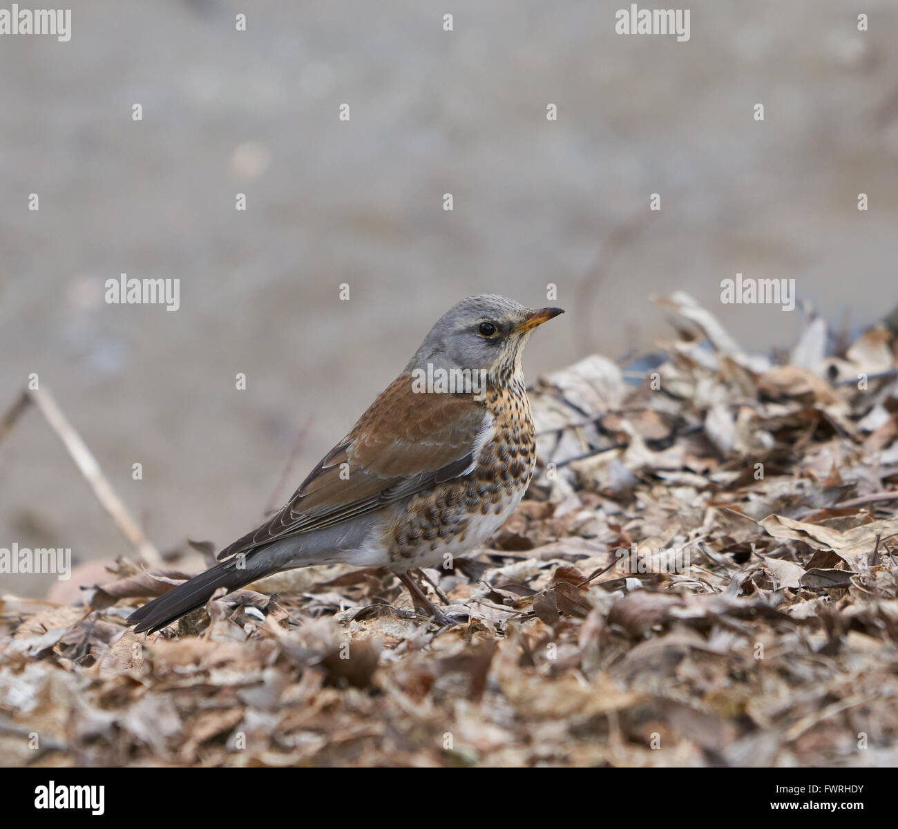 One catbird is standing on the ground and watching Stock Photo