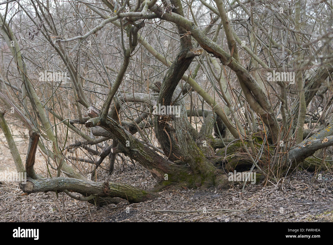 Curved trunks of old bush in spring Stock Photo