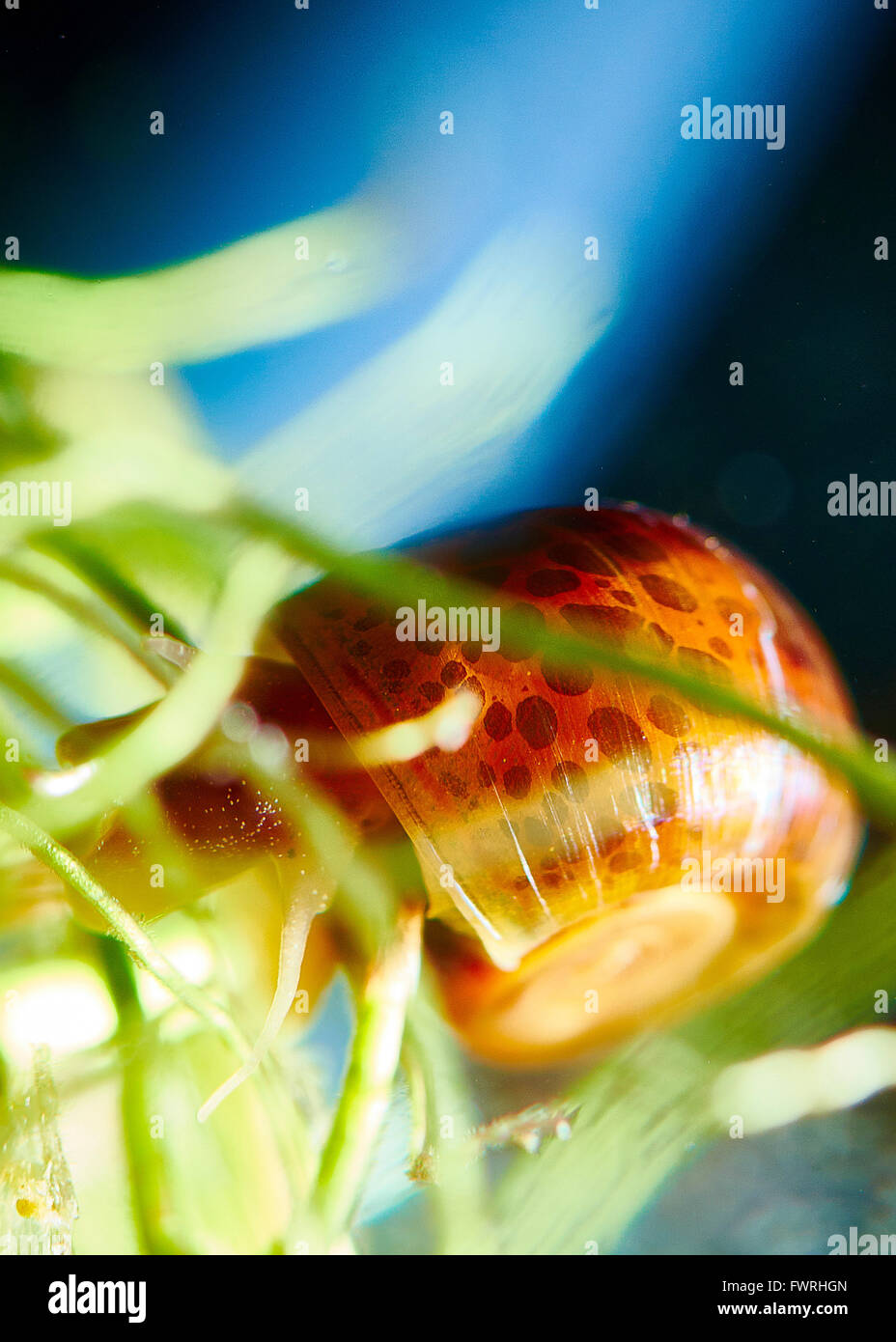 Aquarium snail Stock Photo