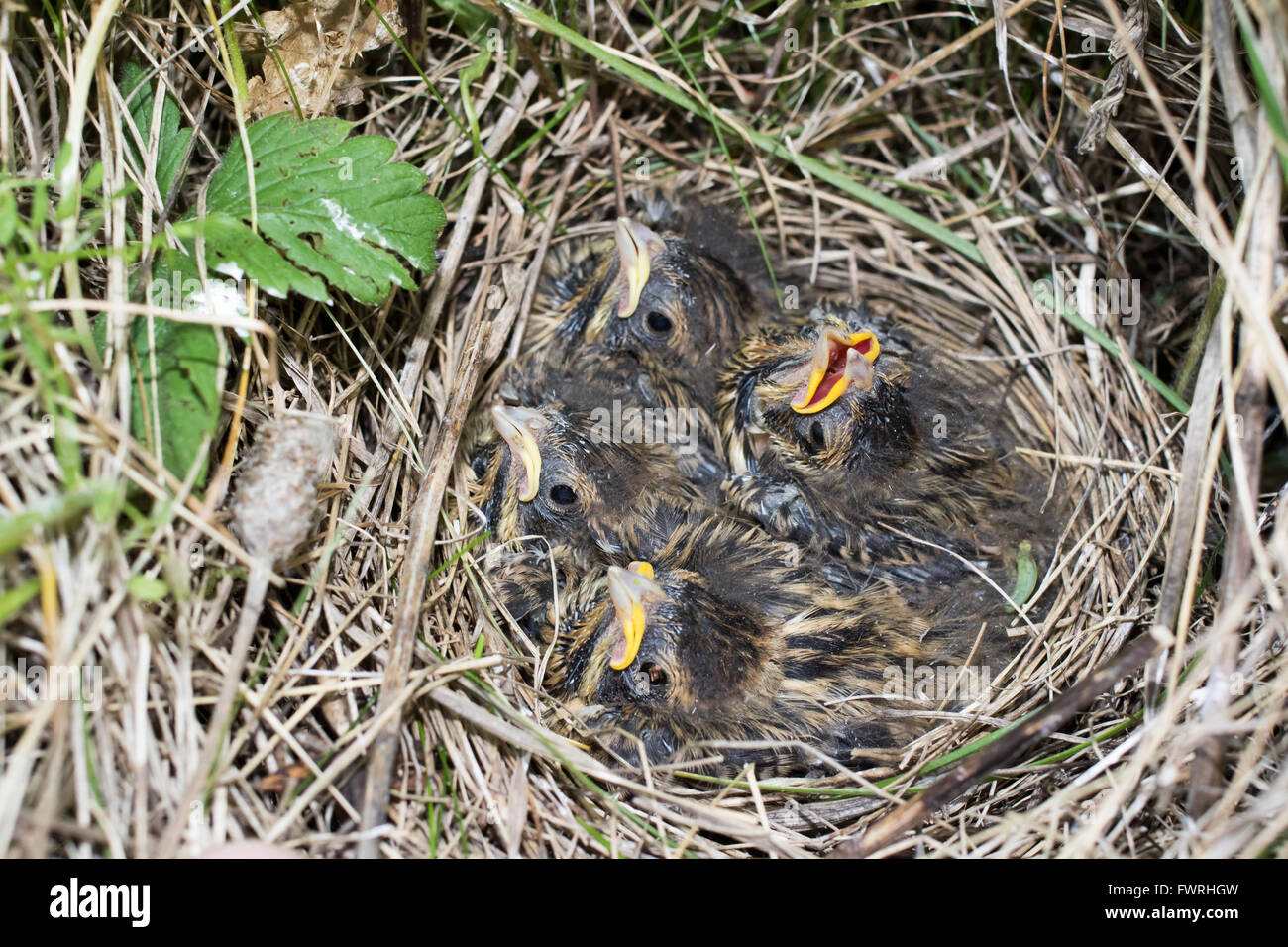 baby bunting baby nest