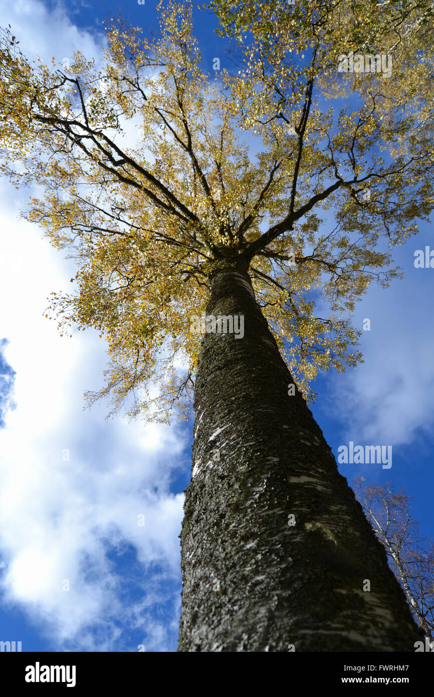 Big tree against the blue sky Stock Photo - Alamy