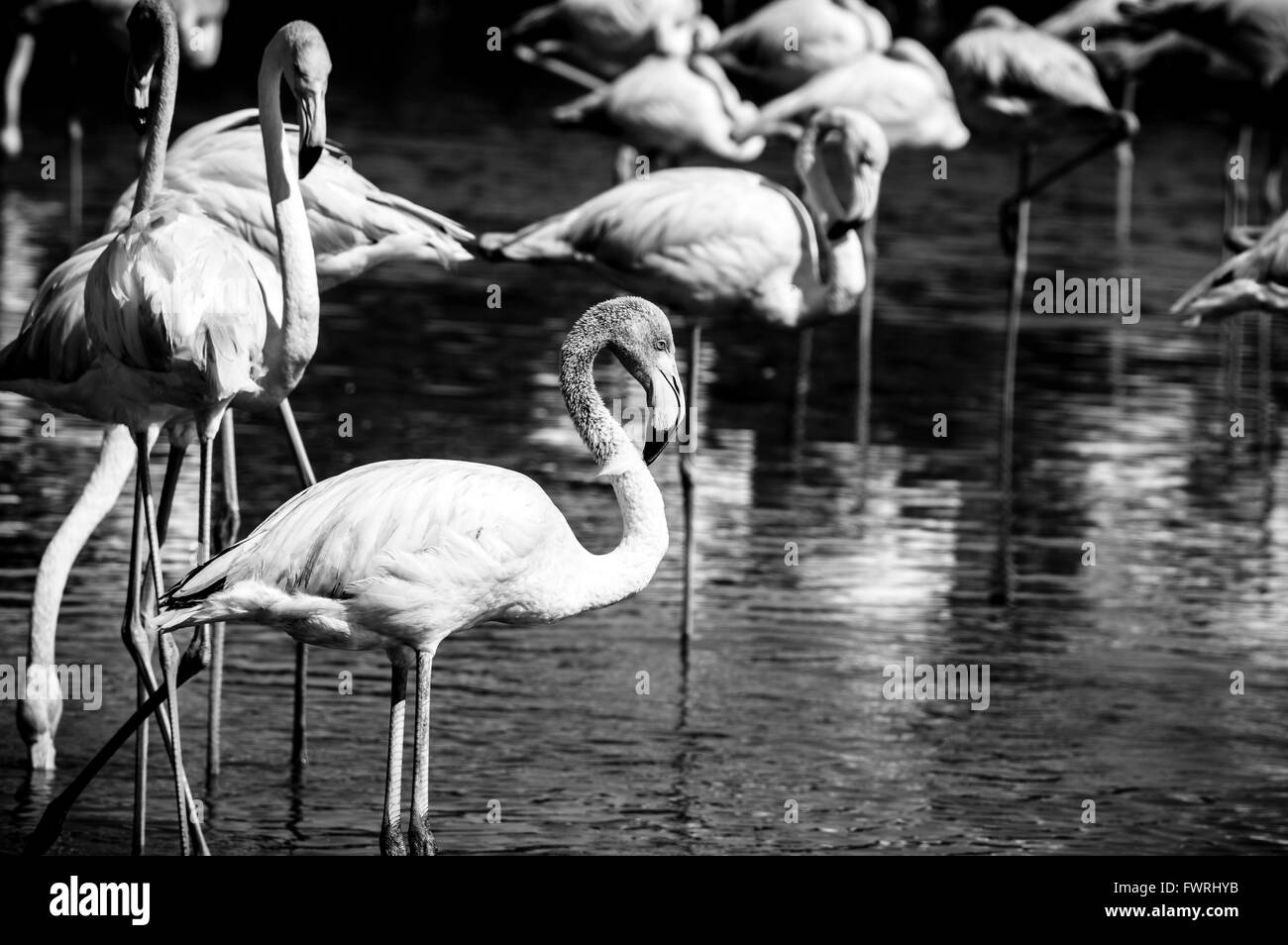 Pink big bird Greater Flamingo (Phoenicopterus ruber) in the water, Camargue, France Stock Photo