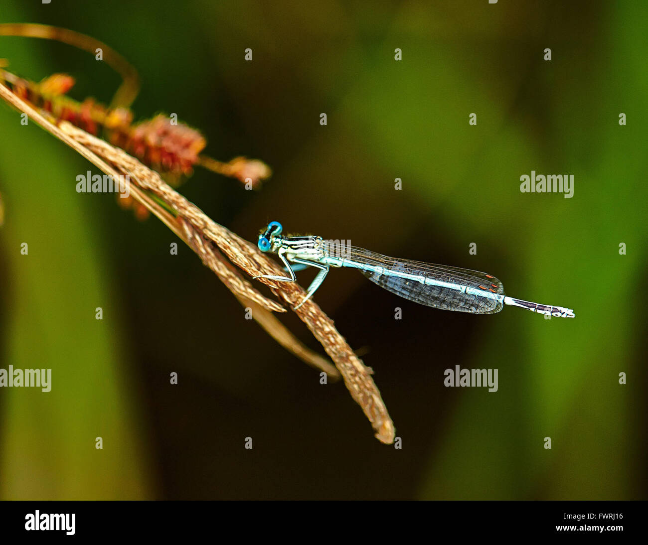 Dragonfly doodle hi-res stock photography and images - Alamy