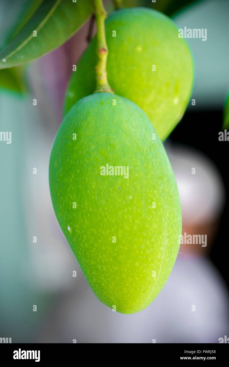 Mango trees in bangladesh hires stock photography and images Alamy