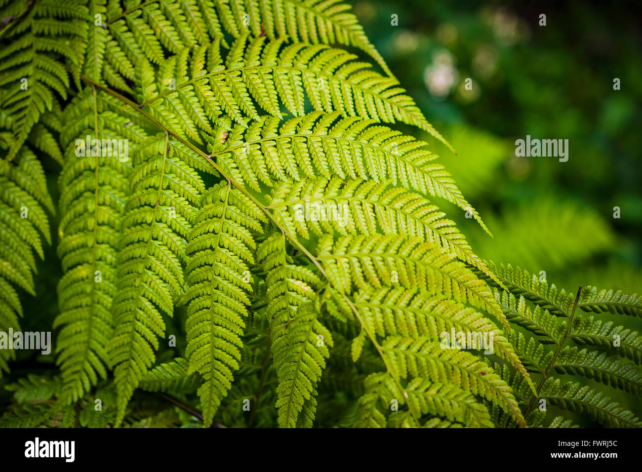 A fern is a member of a group of about 12,000 species of vascular plants that reproduce via spores. Stock Photo