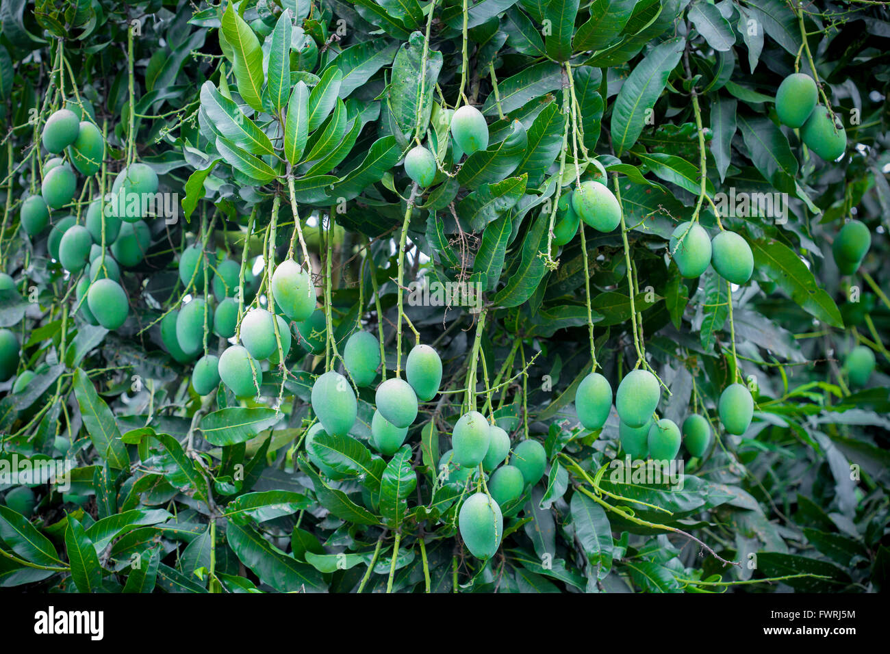 Some Mango growing on tree in areas district of Thakurgong, Bangladesh