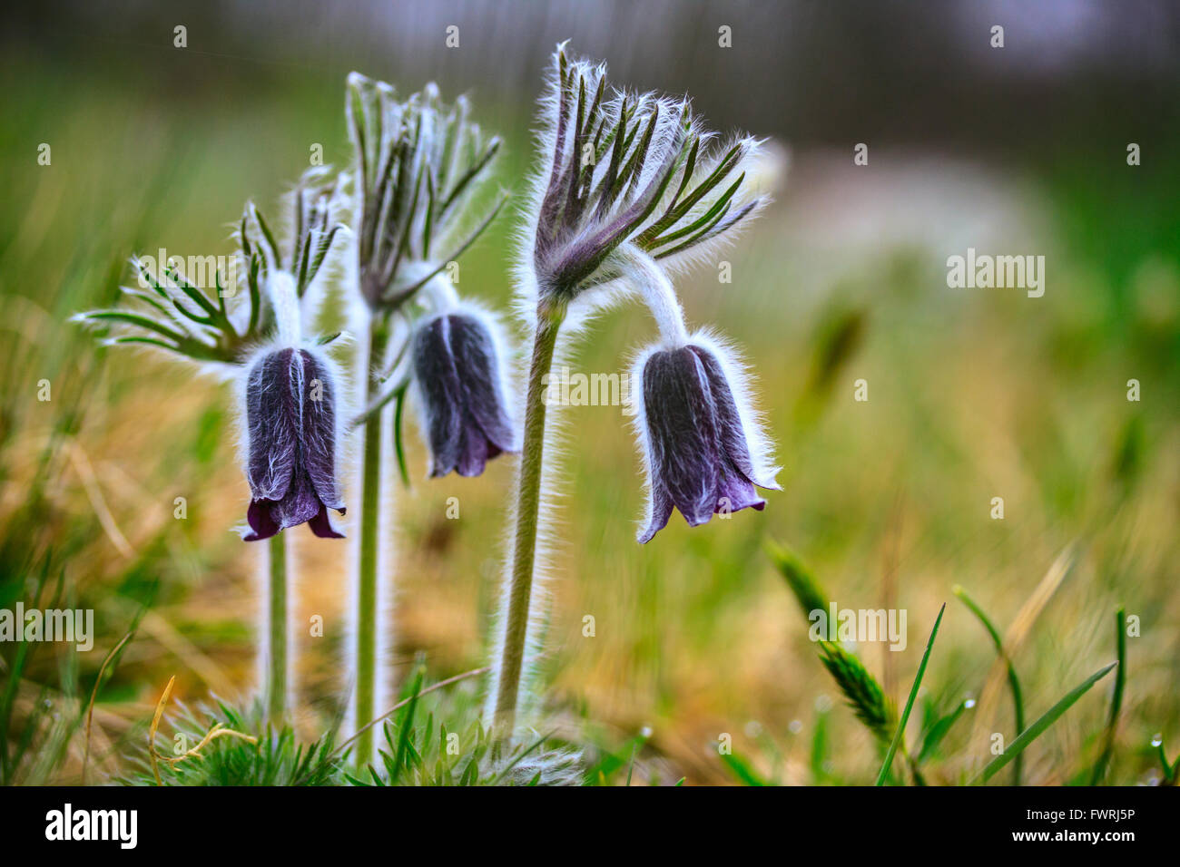 A group of Pulsatilla montana blooming on spring meadow in Hungary Stock Photo