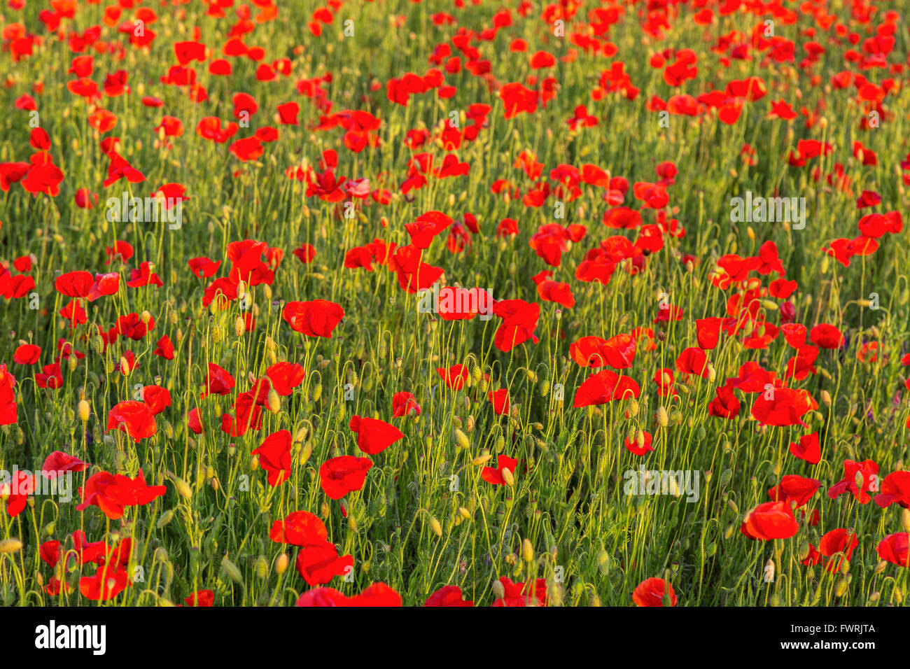 Sunny poppies blooming meadow hi-res stock photography and images - Alamy