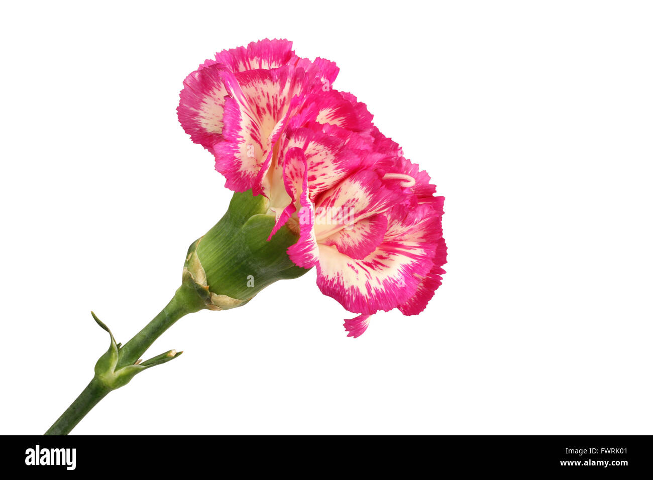 Carnation garden Cut Out Stock Images & Pictures - Alamy