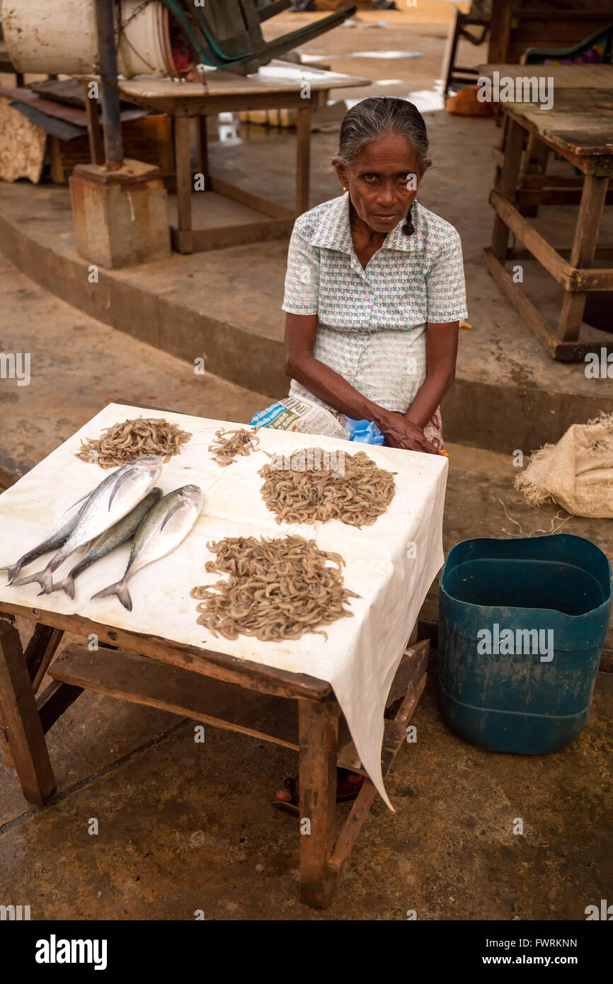 Fresh fish market in Negombo, Sri Lanka Stock Photo Alamy