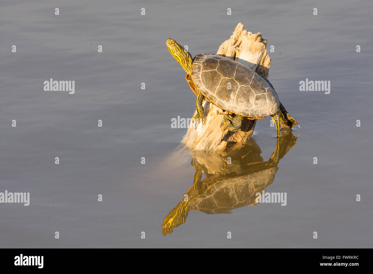 Western Painted Turtle, (Chrysemys picta bellii), basking at Bosque del
