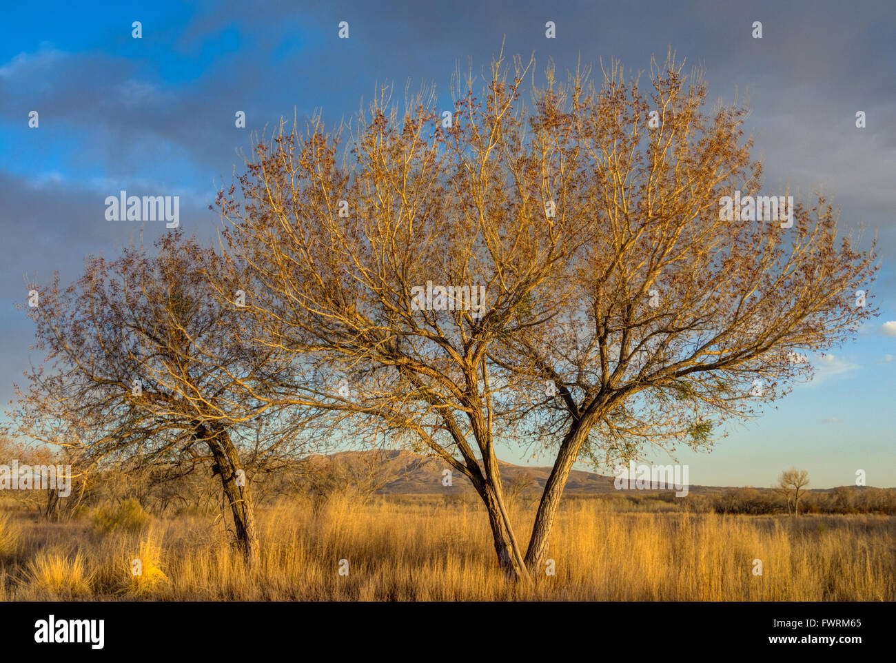 Rio Grande Cottonwoods, (Populus deltoides), blooming in the spring at