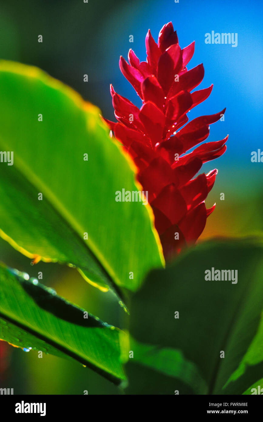 Red ginger plants in Maui Stock Photo Alamy