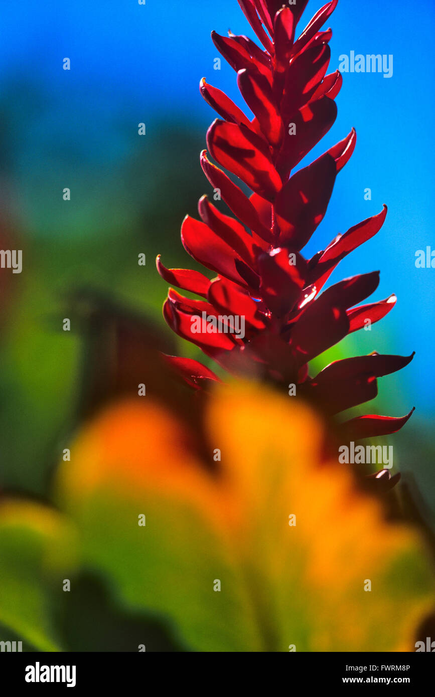 Red ginger plants in Maui Stock Photo Alamy