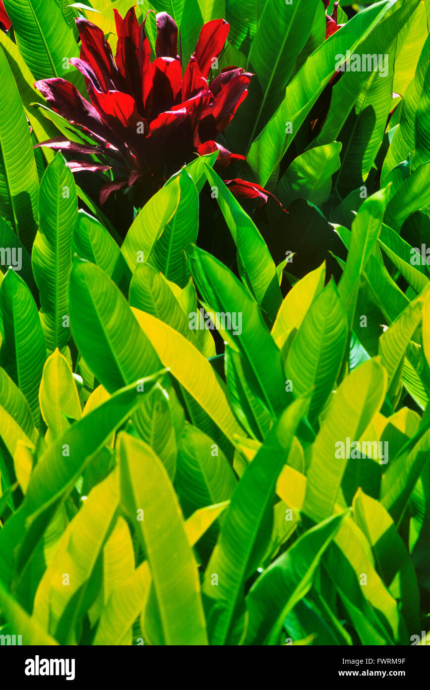 Red ginger plants in Maui Stock Photo Alamy