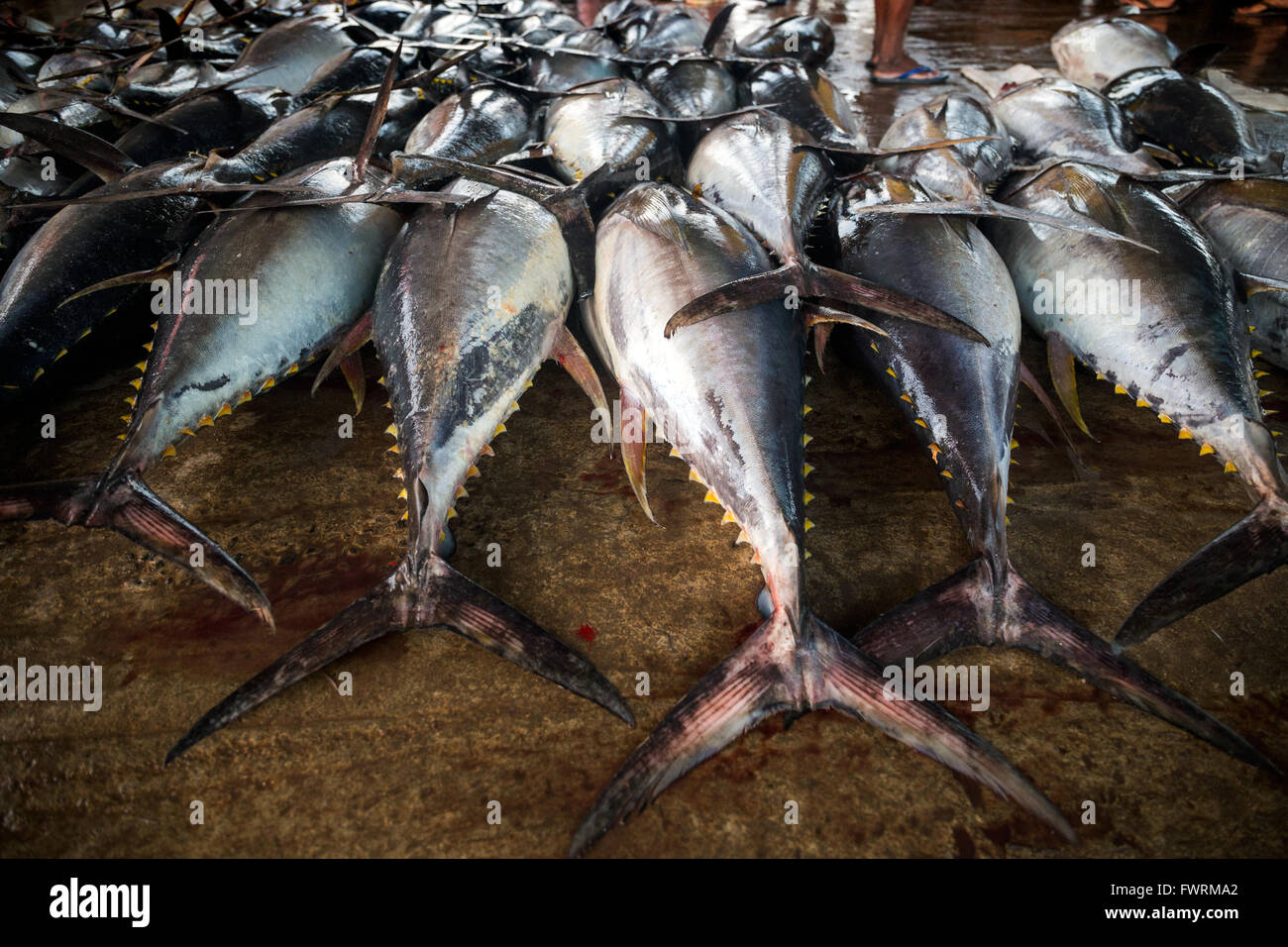 Big fish harvest (import to Japan), Fishing port, Negombo lagoon, Negombo, Sri Lanka, Indian Ocean, Asia Stock Photo