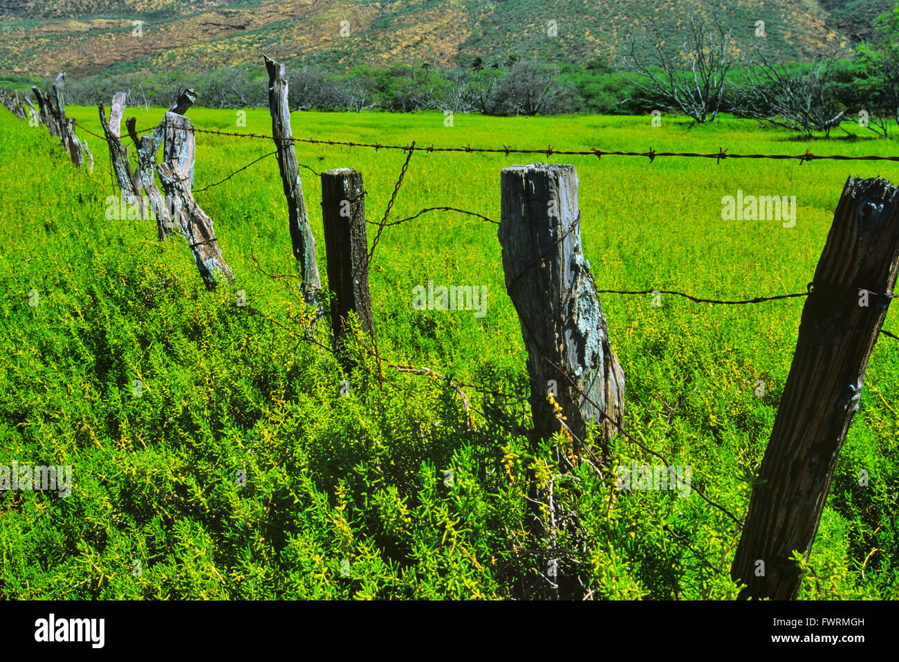 Molokai lush green pasture fence ranch land Stock Photo Alamy